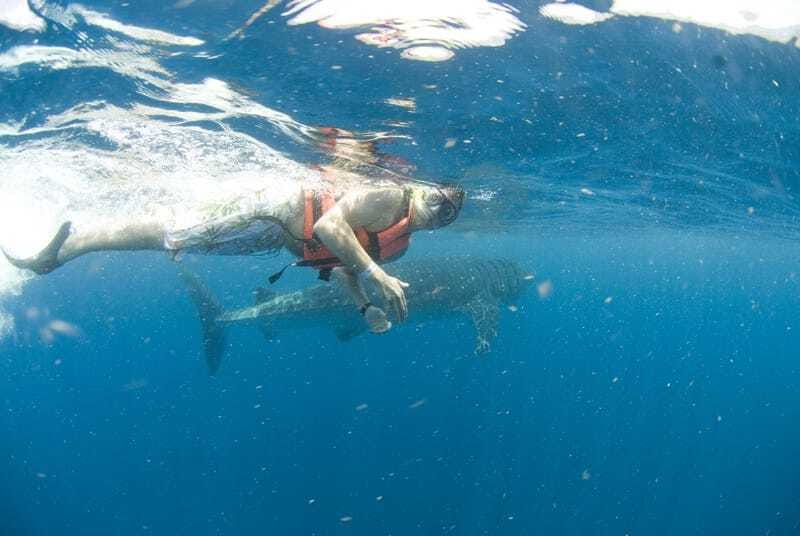Cancún: Swim with Whale Sharks - Practical packing advice for the boat