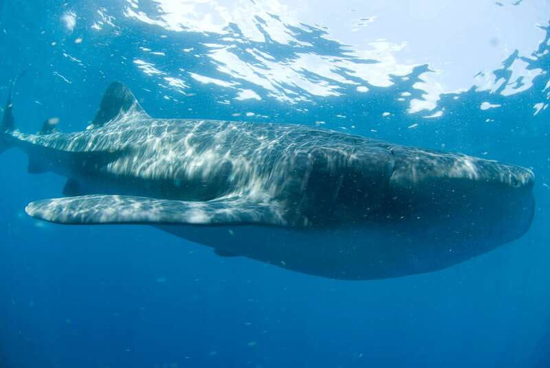 Cancún: Swim with Whale Sharks - The early pickup and drive to Puerto Juárez