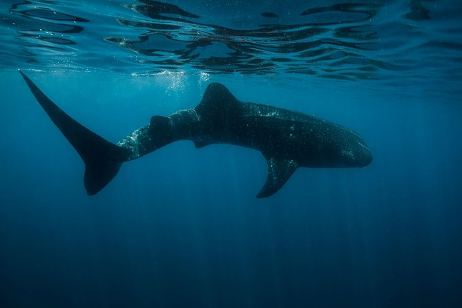 Cancun Whale Shark Encounter - Leaving Cancun early for the whale shark grounds