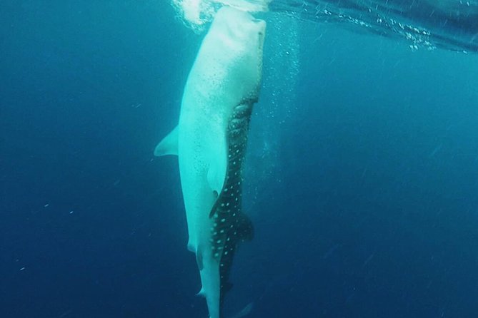 Cancun Whale Shark Encounter - Boat conditions, weather, and comfort