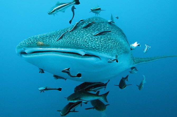 Cancun Whale Shark Encounter - What the $210 price really buys