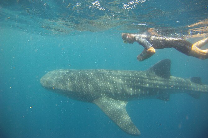 Cancun Whale Shark Encounter - Should you book the Cancun Whale Shark Encounter?