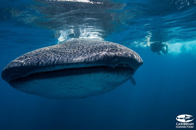 Cancun Whale Shark Encounter - Swimming near protected whale sharks