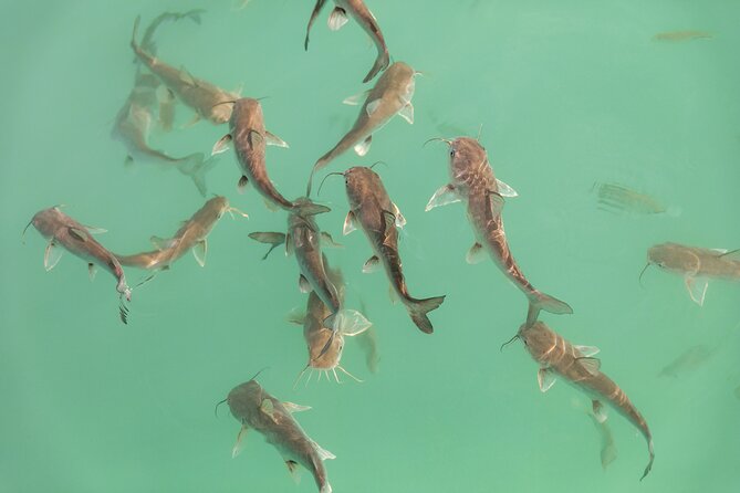 Catamaran Adventure: Sailing and Swimming in the Bacalar Lagoon - The real cost at $55 per person