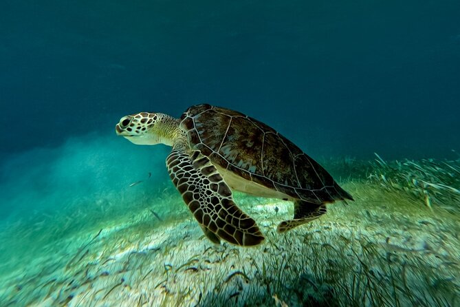 Catamaran Cruise in Riviera Maya With Snorkeling & Beach Club - Is $85 a fair price?