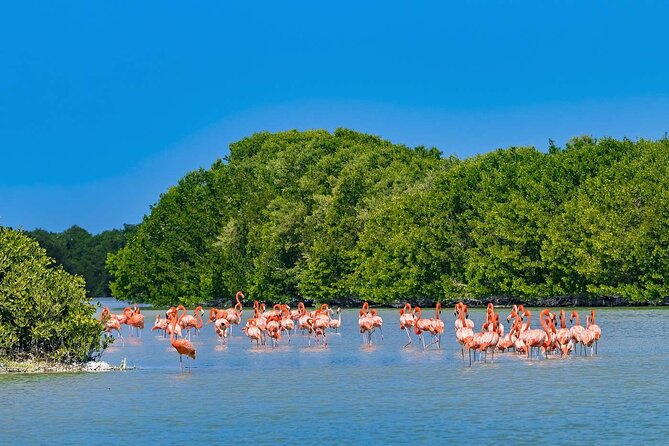 Celestun Beach and Mangrove Boat Ride from Merida - The mangrove stop and possible Mayan bath