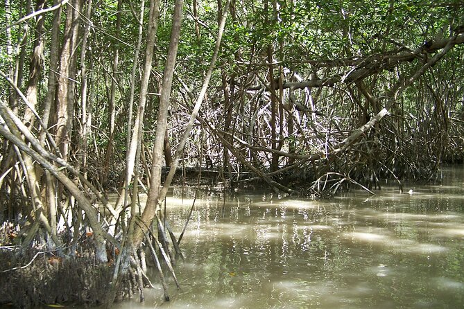 Celestun Beach and Mangrove Boat Ride from Merida - Lunch at Celestun and time beside the water