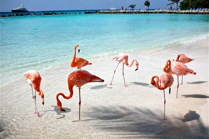 Celestun Beach and Mangrove Boat Ride from Merida - English guiding and group comfort