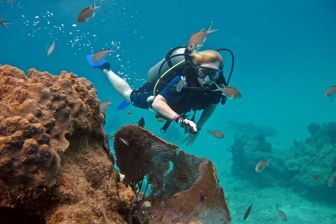Chankanaab Cozumel Scuba Diving - Chankanaab Reef: a compact underwater tour