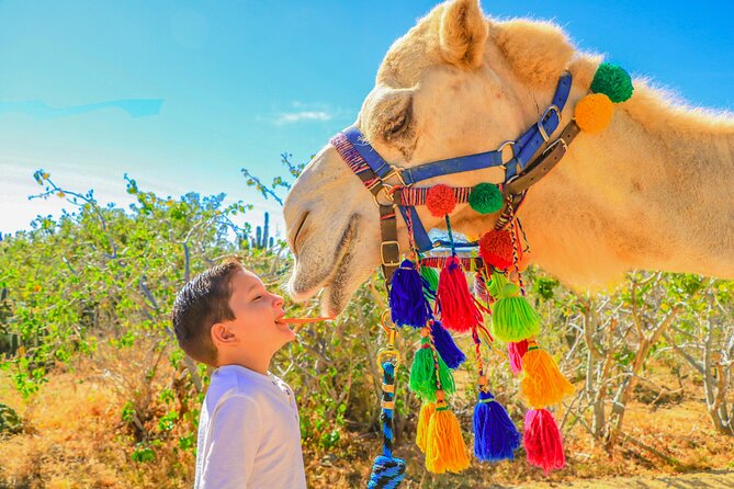 Combo Single Offroad 4x4 UTV, Camel Ride, Lunch & Tequila Tasting - Practical ways to enjoy the day more