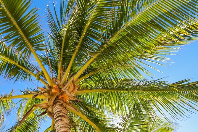 Costa Maya Chacchoben Mayan Ruins & Mexican Lunch at the Beach - Cruise-day timing and practical advice