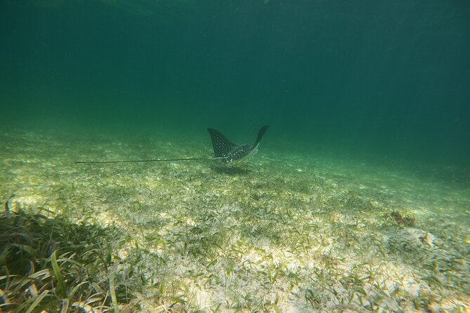 Costa Maya, snorkeling on the reef with fish, looking for turtles - Free GoPro photos are a welcome bonus