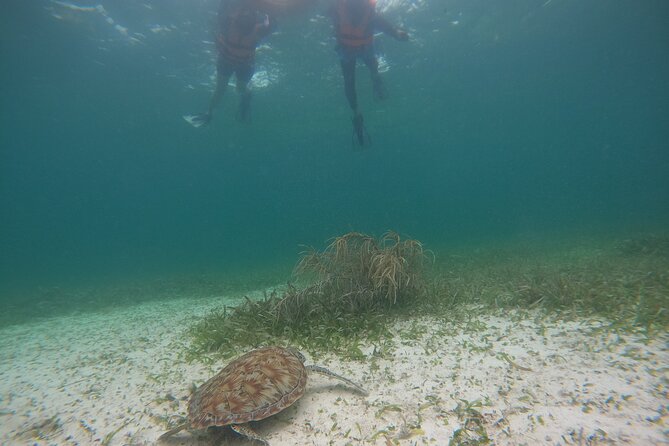 Costa Maya, snorkeling on the reef with fish, looking for turtles - Getting from the cruise port requires a plan