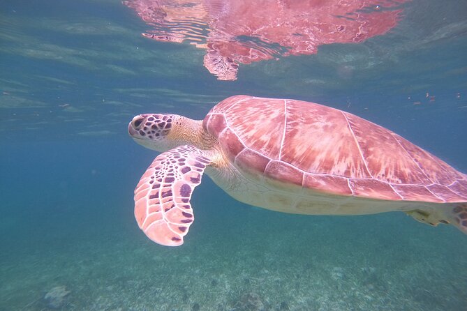 Costa Maya, snorkeling on the reef with fish, looking for turtles - Who will enjoy this Costa Maya snorkel trip