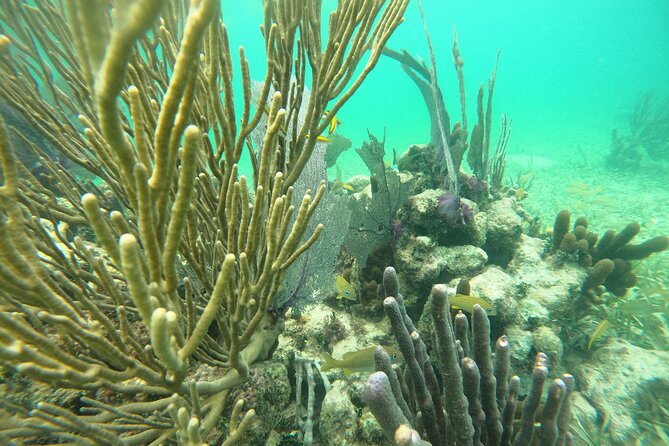 Costa Maya, snorkeling on the reef with fish, looking for turtles - Patient guides make this a good family outing