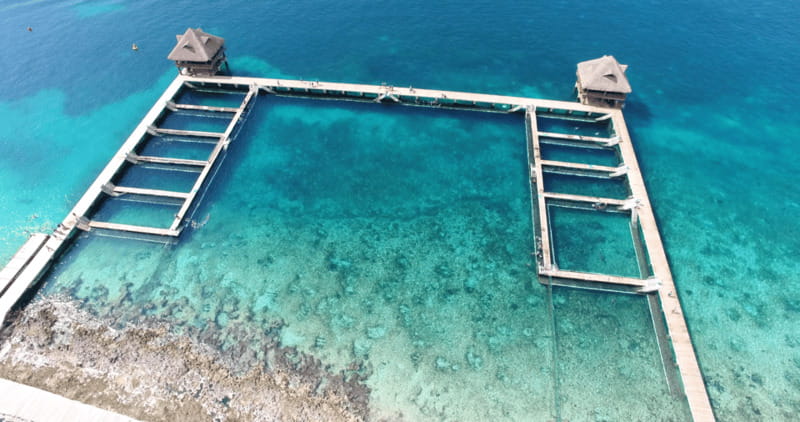 Cozumel: Dolphin Royal Connection and Manatee Interaction - The 10-minute manatee encounter