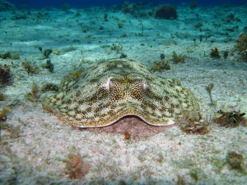 Cozumel: El Cielo & Palancar Snorkel with Open Bar & Ceviche - El Cielo and its famous starfish