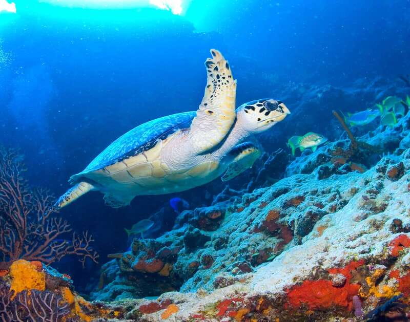 Cozumel: El Cielo & Palancar Snorkel with Open Bar & Ceviche - How much snorkeling time will you get?