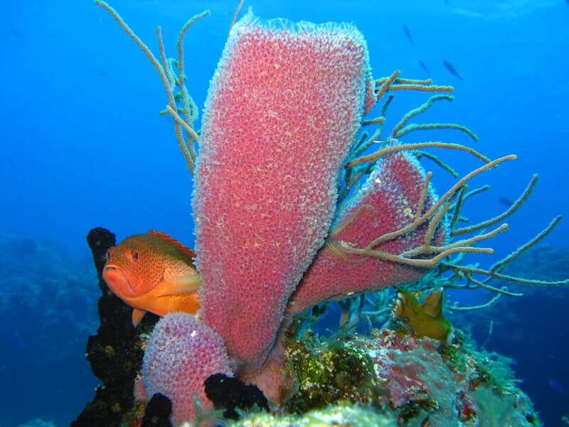 Cozumel: El Cielo & Palancar Snorkel with Open Bar & Ceviche - Safety, equipment, and the sunscreen rule