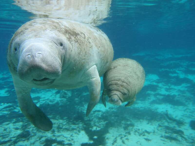 Cozumel: Manatee Encounter, Chankanaab Admission and Buffet - Meeting the Manatees at Dolphin Discovery Cozumel