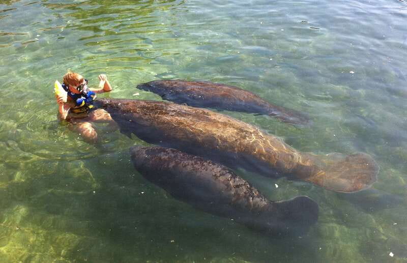 Cozumel: Manatee Encounter, Chankanaab Admission and Buffet - What Thirty Minutes in the Water Really Feels Like