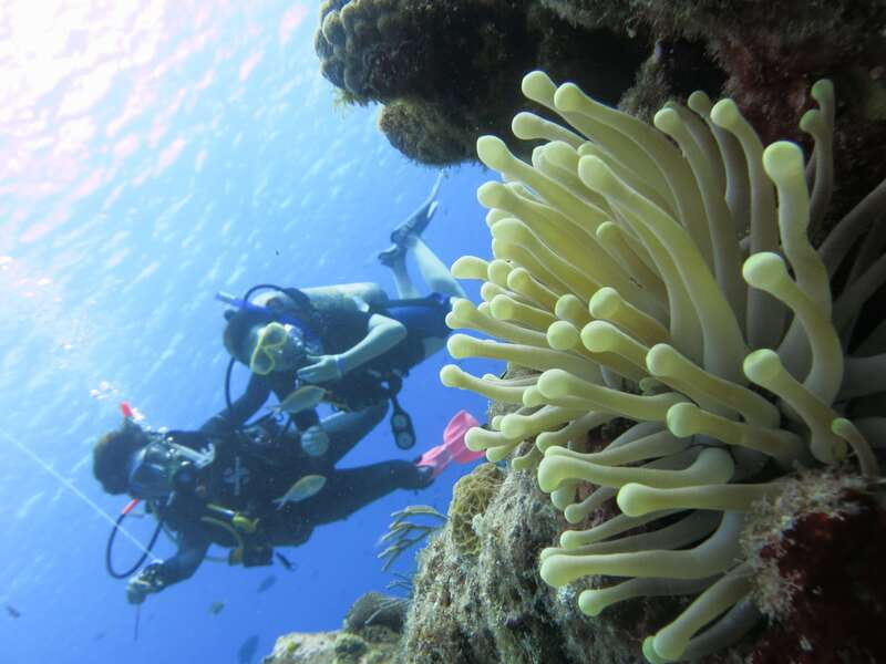 Cozumel: One Tank Scuba Dive and Full Chankanaab Park Access - Is the $63 Price Good Value?