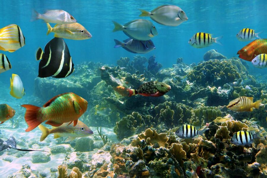 Cozumel: One Tank Scuba Dive and Full Chankanaab Park Access - Why the Guides Matter So Much