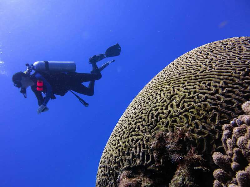 Cozumel: One Tank Scuba Dive and Full Chankanaab Park Access - Timing, Cruise Port Practicalities, and What to Bring
