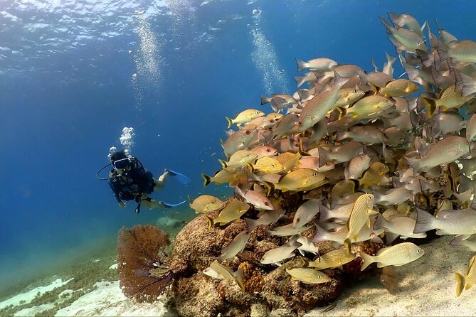 Cozumel Scuba Dive at Chankanaab - What this Chankanaab experience actually offers