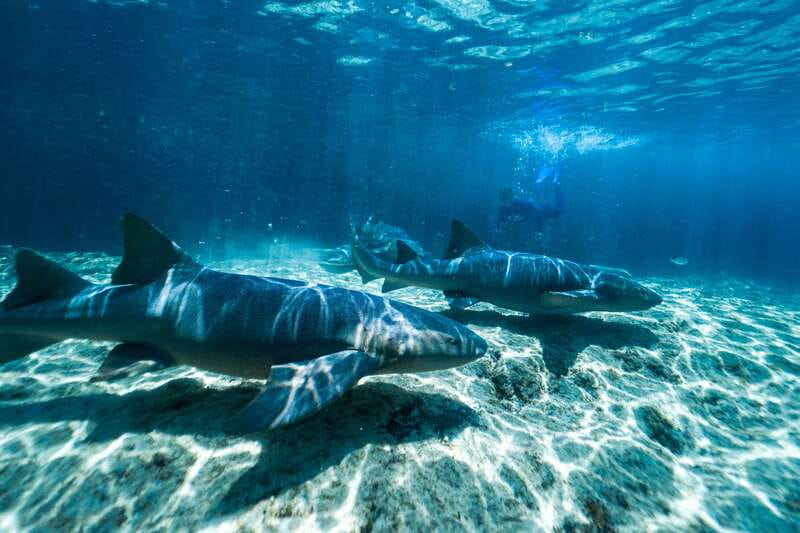 Cozumel: Snorkel and Swim with Stingrays - What the Stingray Beach Visit Is Really Like
