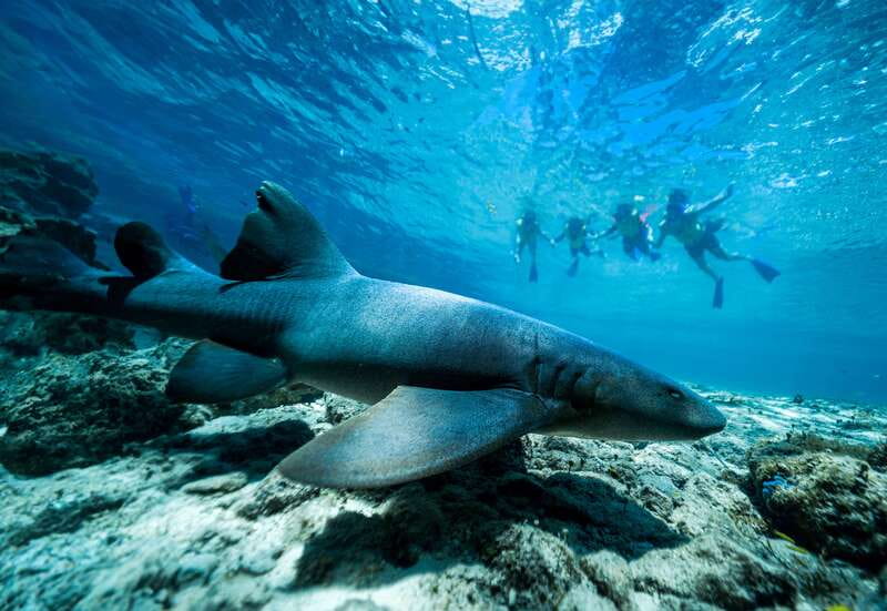Cozumel: Snorkel and Swim with Stingrays - Who Will Like This Activity Most?