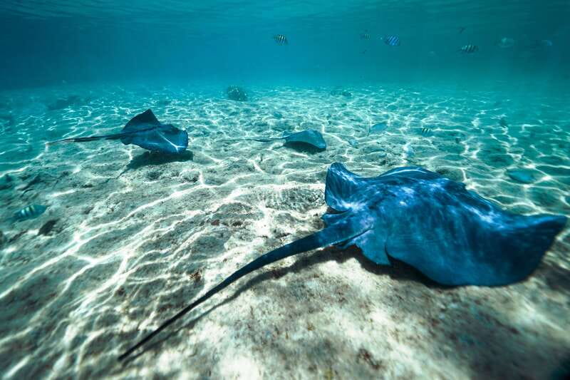 Cozumel: Snorkel and Swim with Stingrays - The 15-Minute Safety Briefing Sets the Tone
