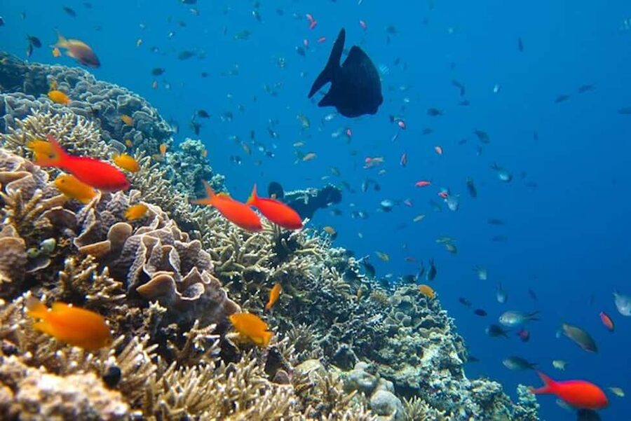 Cozumel: snorkeling on reefs + visit to "El Cielo" - El Cielo: Starfish, Sandbars, and Clear Water