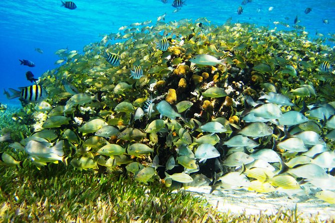 Cozumel Snorkeling Tour at Palancar & Colombia Reefs and El Cielo - El Cielo and El Cielito: sea stars in shallow water