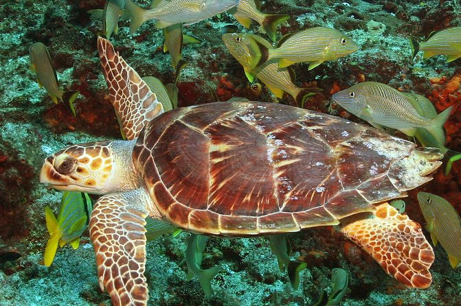Cozumel Snorkeling Tour at Palancar & Colombia Reefs and El Cielo - The marina location and the time question