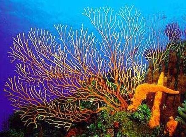 Cozumel Snorkeling Tour: Palancar, Columbia and El Cielo Reefs - Key points to know before you book