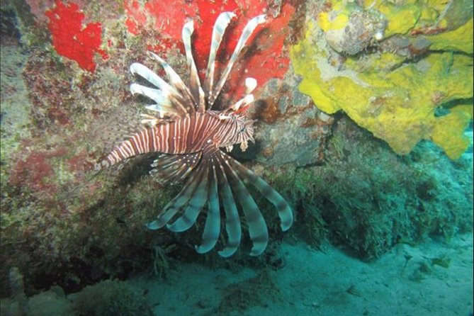 Cozumel Snorkeling Tour: Palancar, Columbia and El Cielo Reefs - Columbia Reef and Cozumel’s coral formations