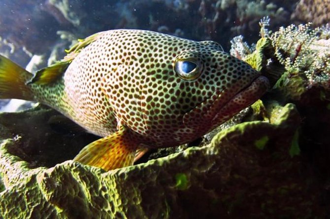 Cozumel Snorkeling Tour: Palancar, Columbia and El Cielo Reefs - The wider reef area named in the route