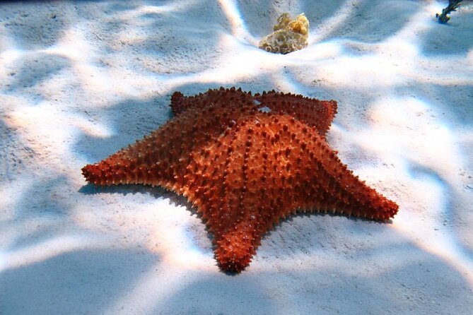 Cozumel snorkeling tour: Palancar, Columbia and El Cielo reefs - Palancar Reef: The Longer, Deeper Snorkel