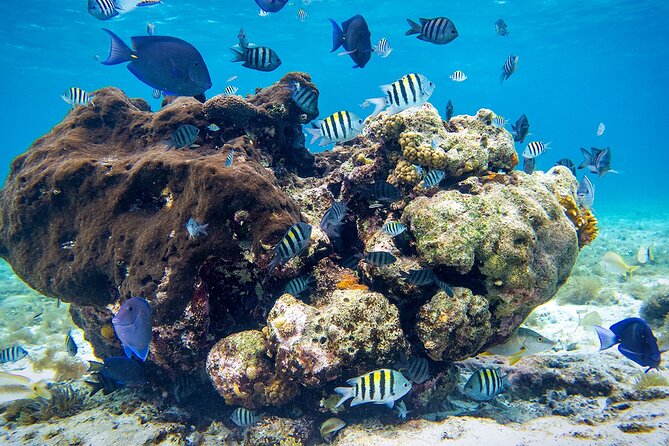 Cozumel Starfish and Tropical Reef Snorkeling by Powerboat with Lunch - Three reef stops give the swim more variety