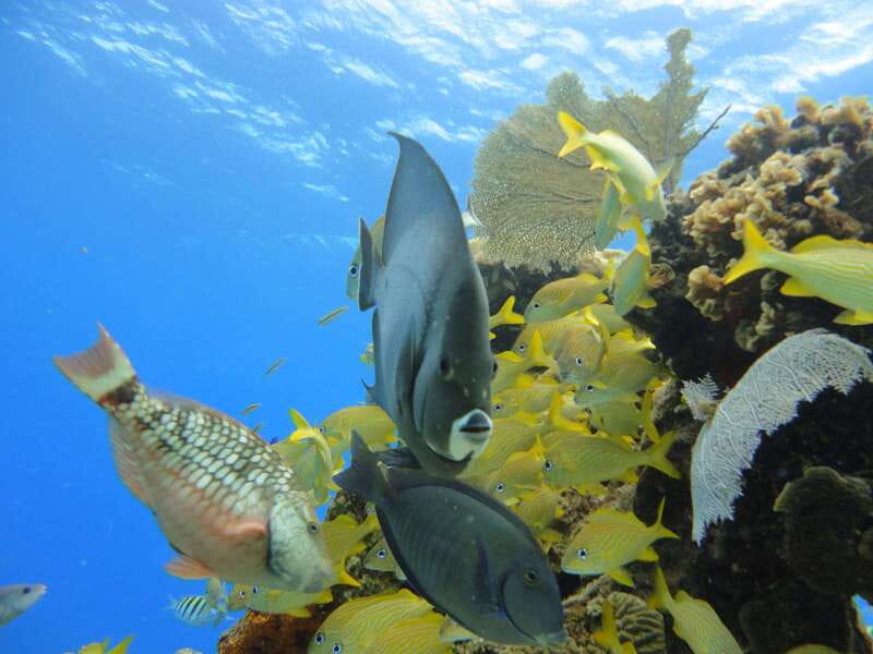 Cozumel: VIP Glass Bottom Boat & Snorkeling 3 Reefs Tour - Shallow Paradise Reef: the main snorkeling payoff