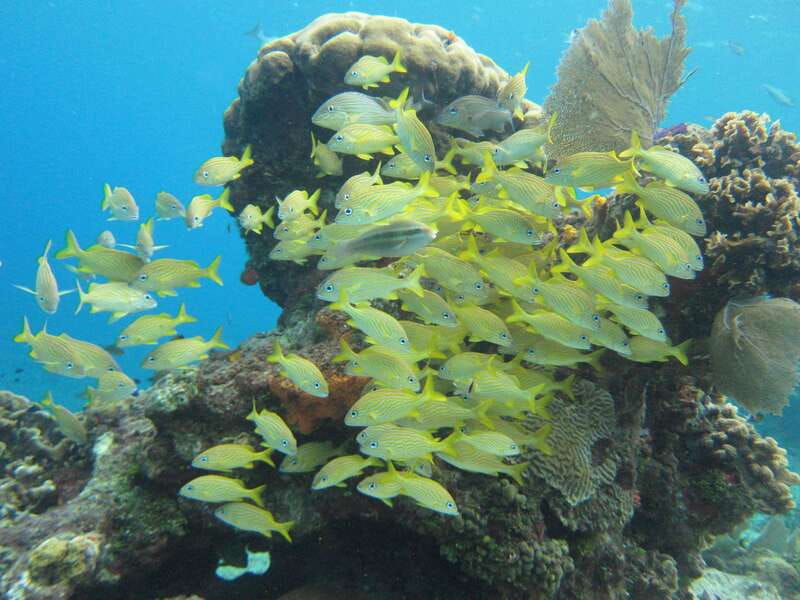 Cozumel: VIP Glass Bottom Boat & Snorkeling 3 Reefs Tour - Crew support is the real VIP feature