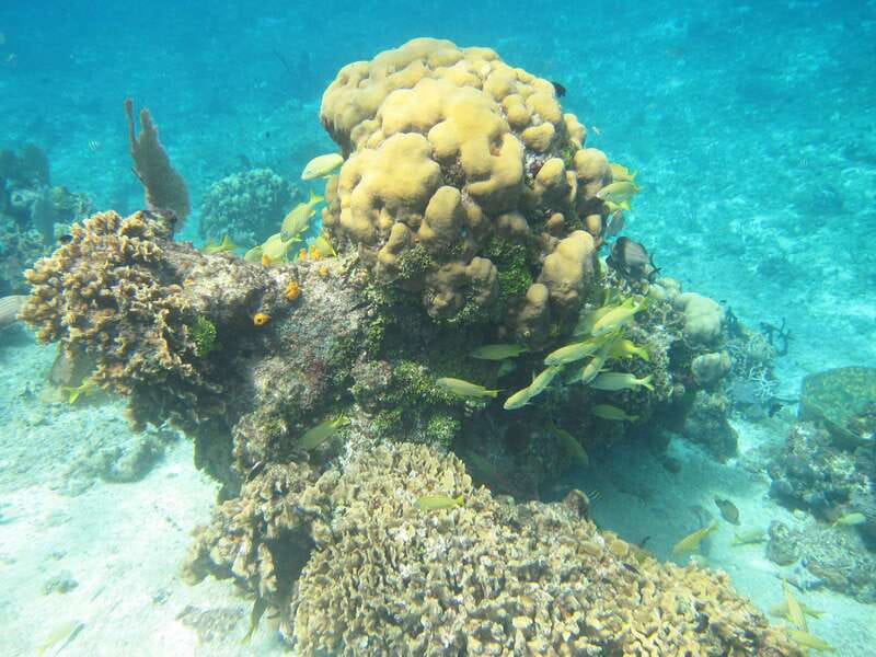 Cozumel: VIP Glass Bottom Boat & Snorkeling 3 Reefs Tour - What to pack for comfort and safety