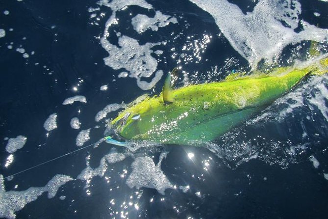 Deep Sea Fishing for 5 Hours from Cabo San Lucas - What the $750 price really buys