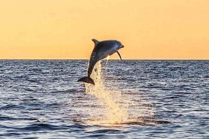 Destin: Dolphin Watching Cruise - Key points to know before boarding