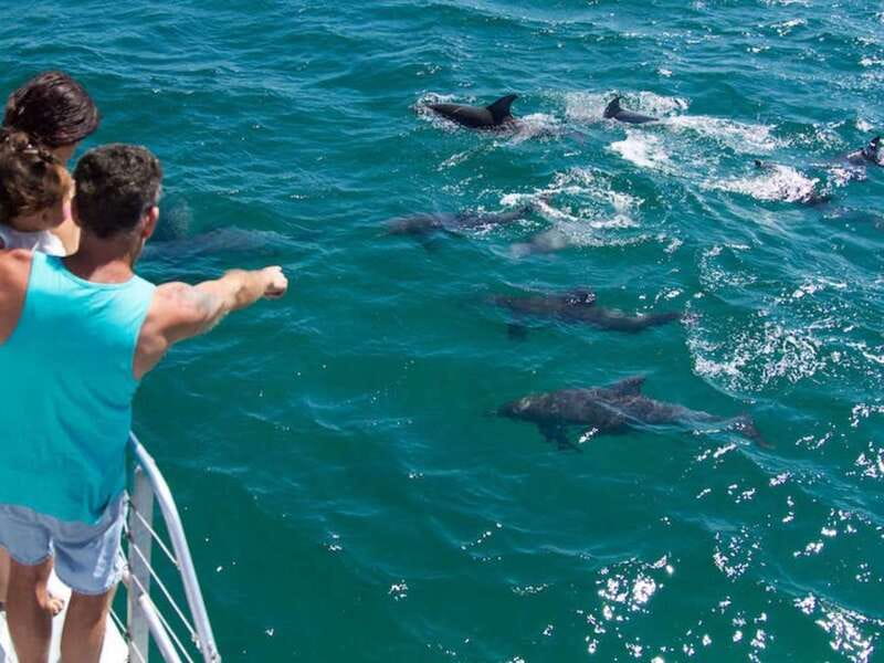 Destin: Dolphin Watching Cruise - Leaving from Destin Harbor