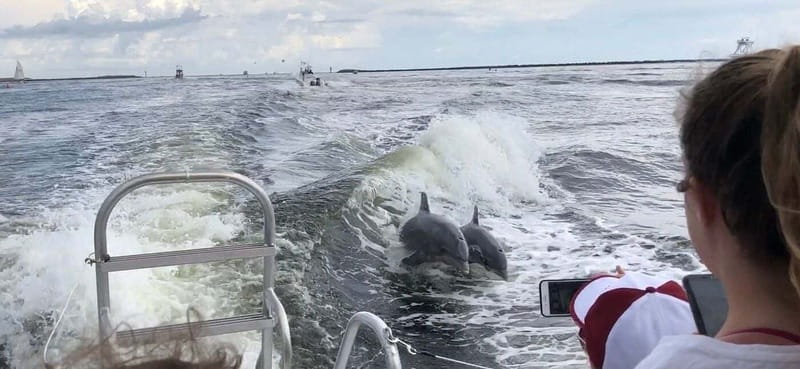 Destin: Dolphin Watching Cruise - More than dolphins: sharks, rays, and manatees