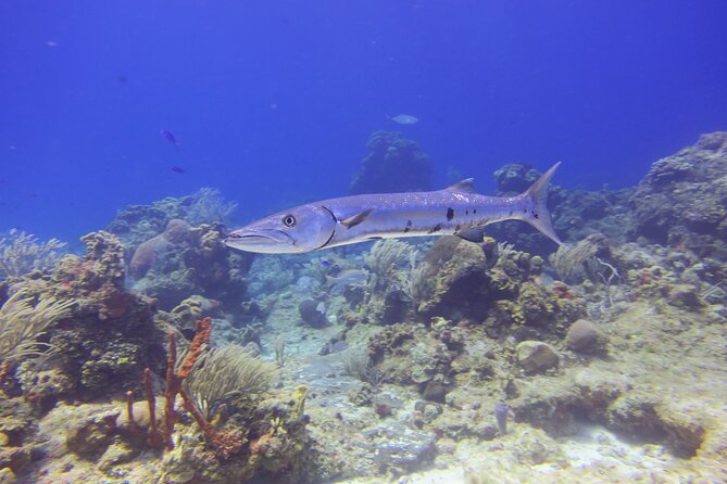 Discover Scuba - The value of $140 per person