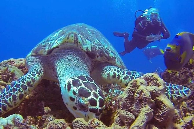 Discover Scuba Diving - Moving from practice to the reef