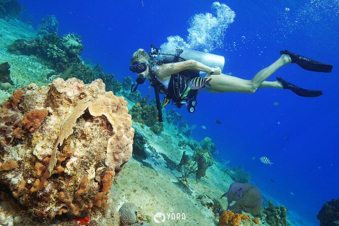 Discover Scuba Diving - Why families rate the instruction so highly